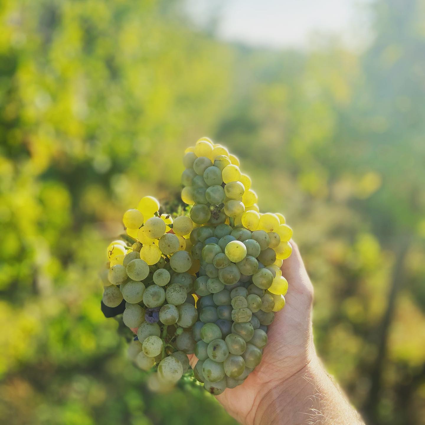 in vino vertias s Vinárom Róbertom Bognárom